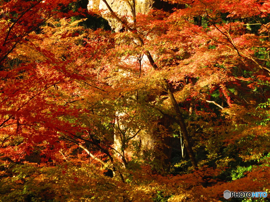 北野天満宮　紅葉苑３６