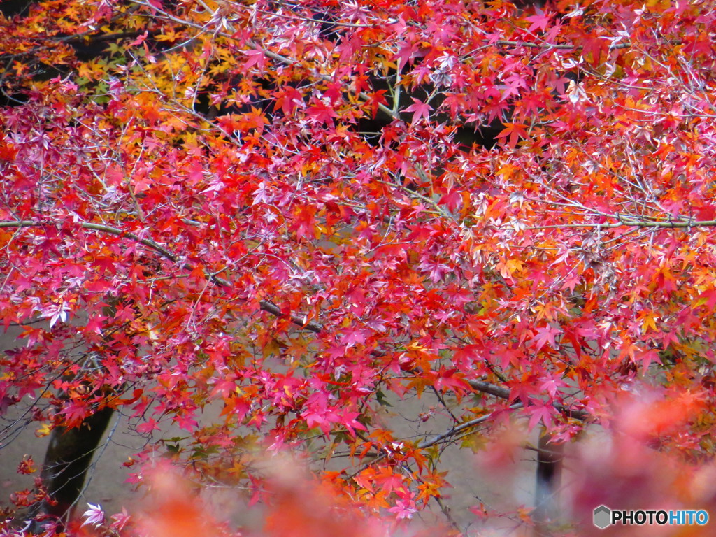 北野天満宮　紅葉苑１０