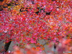 北野天満宮　紅葉苑１０