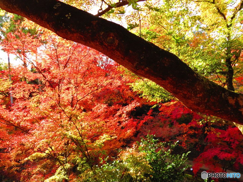 北野天満宮　紅葉苑２０