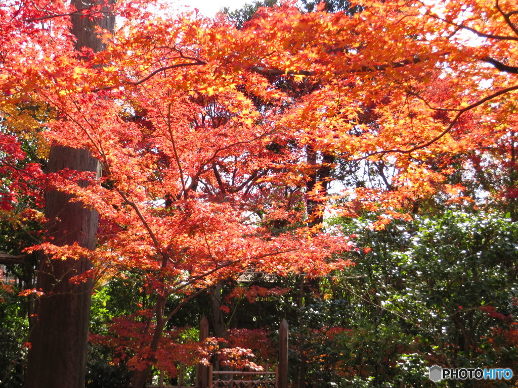 大法院５