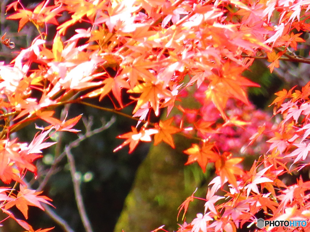 北野天満宮　紅葉苑２３