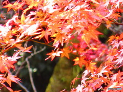 北野天満宮　紅葉苑２３