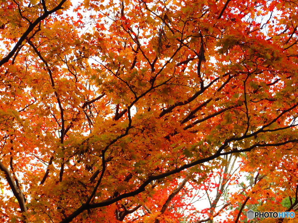 北野天満宮　紅葉苑４８