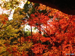 北野天満宮　紅葉苑２６