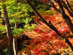 北野天満宮　紅葉苑３４