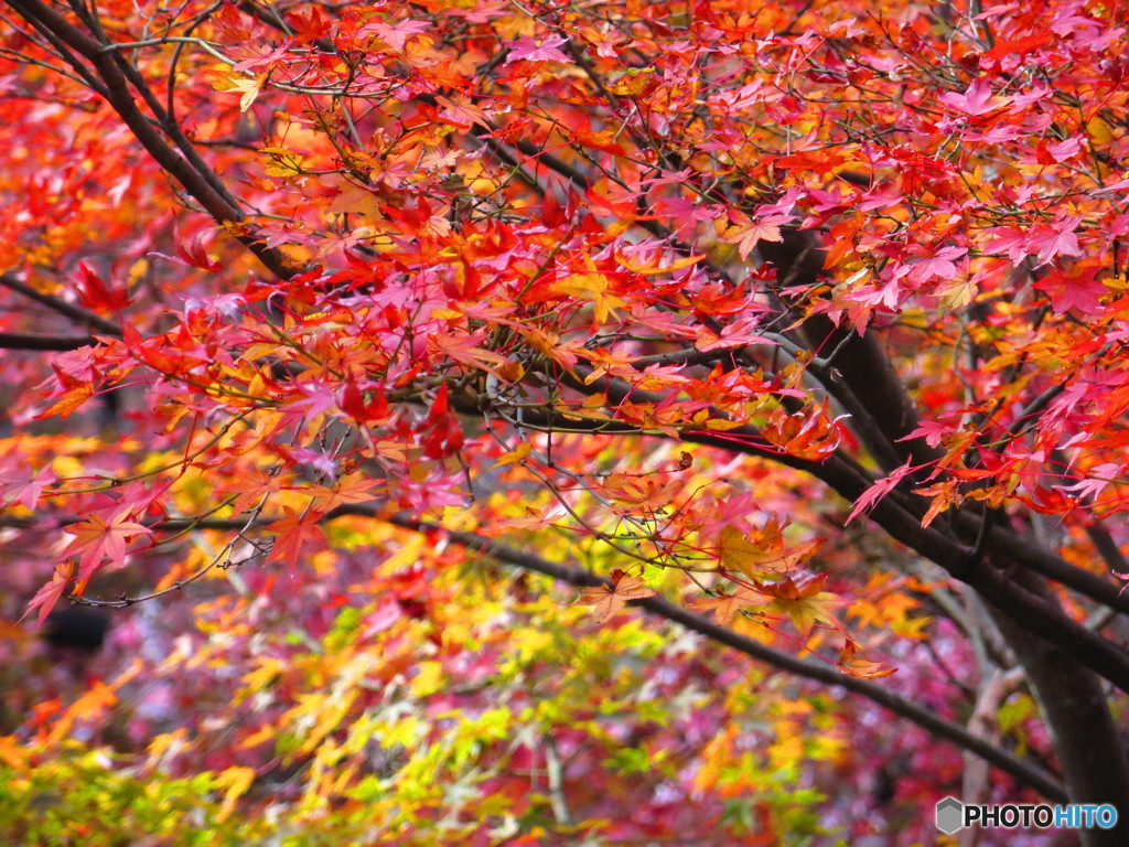 北野天満宮　紅葉苑１７