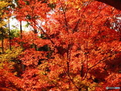 北野天満宮　紅葉苑２５