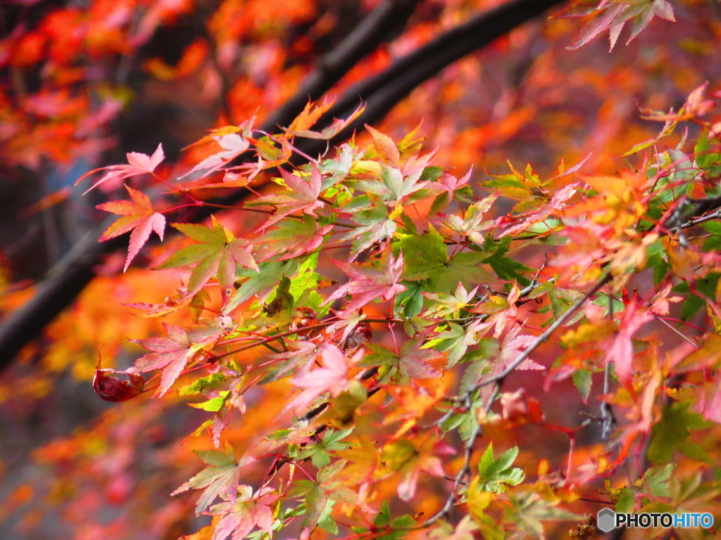北野天満宮　紅葉苑１９