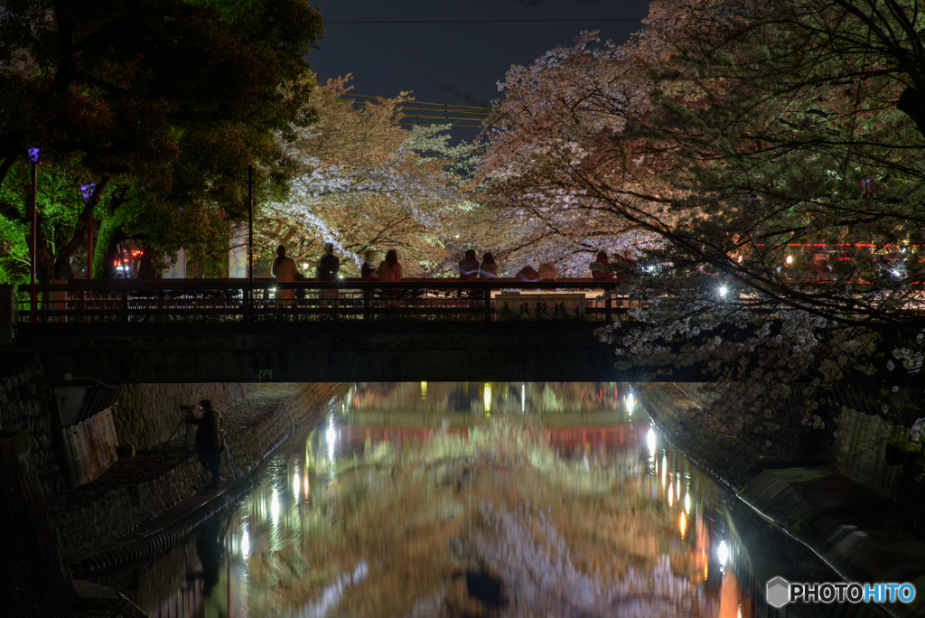 四季の路 夜桜 (5)