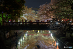 四季の路 夜桜 (5)