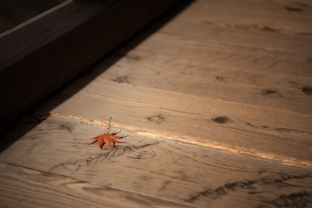 End of Autumn #5
