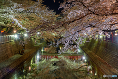 四季の路 夜桜 (3)