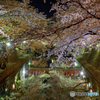 四季の路 夜桜 (3)