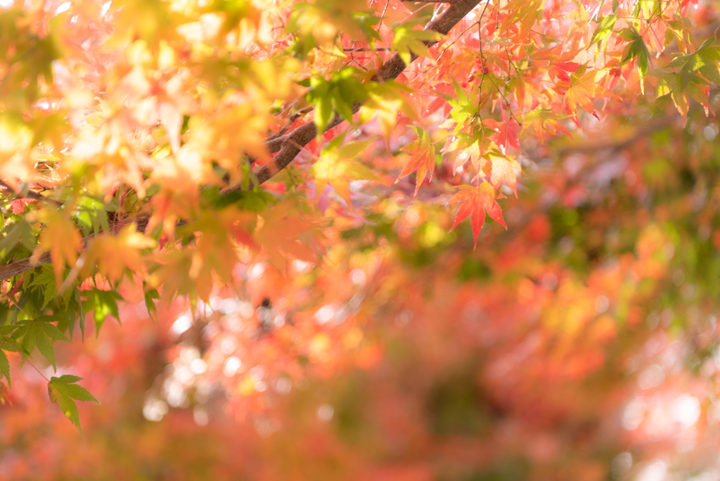 End of Autumn #7