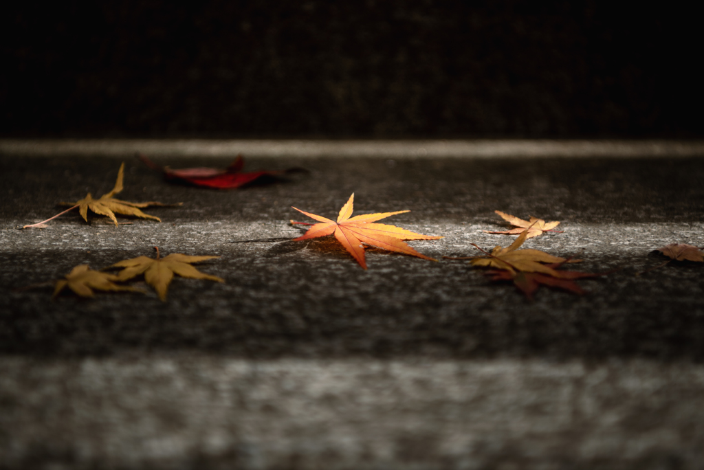 End of Autumn #8