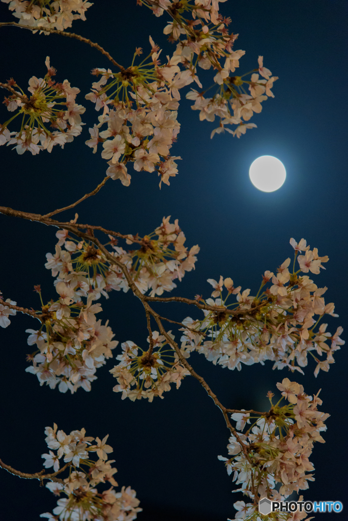 岡崎公園 夜桜 (4)
