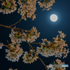 岡崎公園 夜桜 (4)