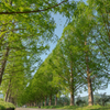 新緑のメタセコイア並木 #5