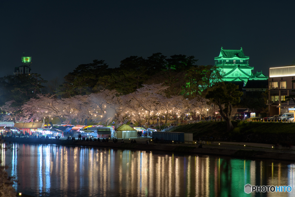 岡崎公園 夜桜 (3)