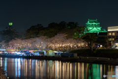岡崎公園 夜桜 (3)