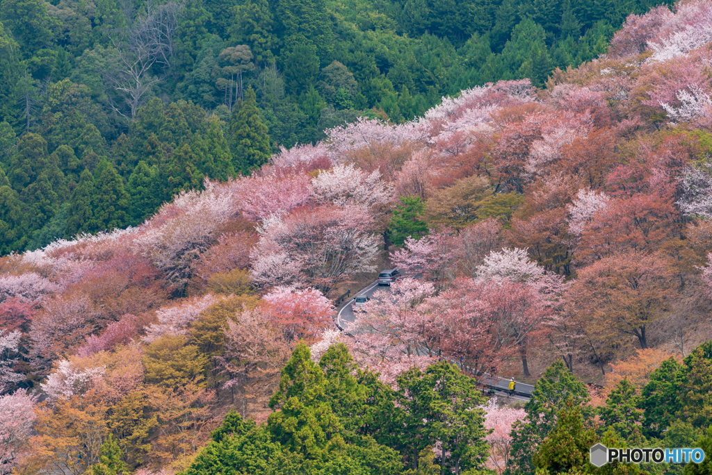 吉野山 (9)