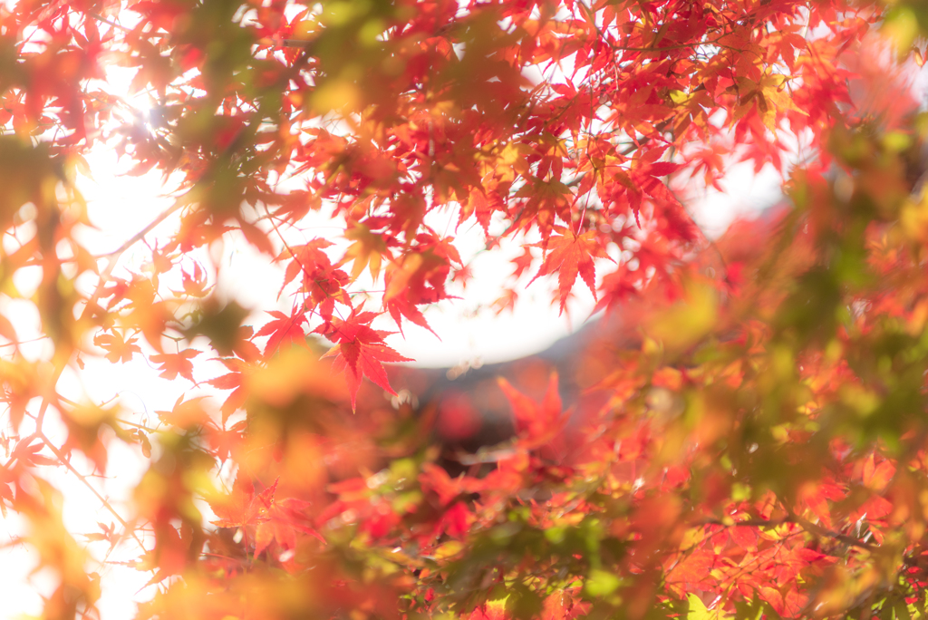 End of Autumn #6