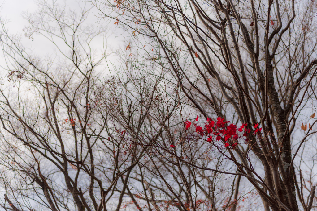 End of Autumn #3