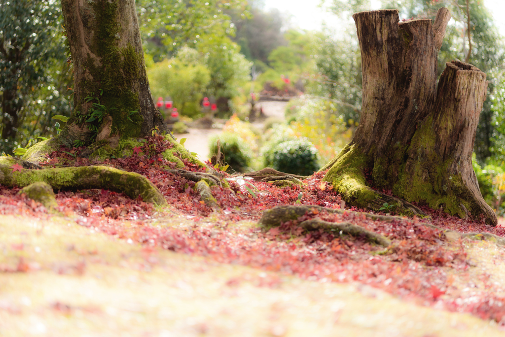 End of Autumn #1