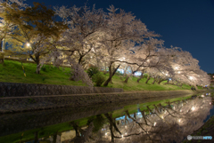 岡崎公園 夜桜 (7)