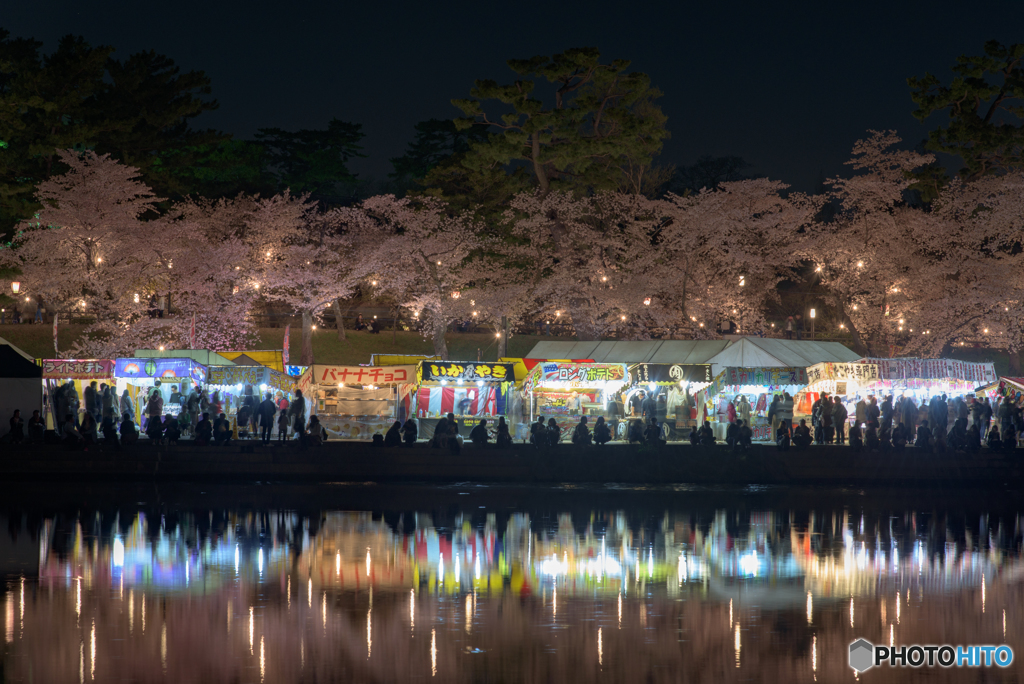 岡崎公園 夜桜 (6)