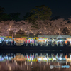 岡崎公園 夜桜 (6)