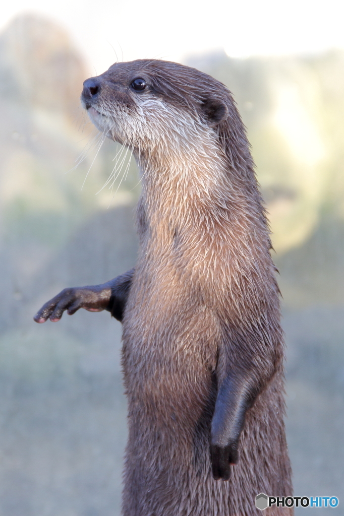 コツメ★カワウソ