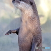 コツメ★カワウソ