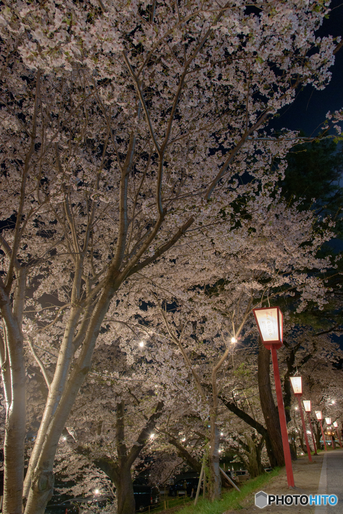 岡崎公園 夜桜 (2)