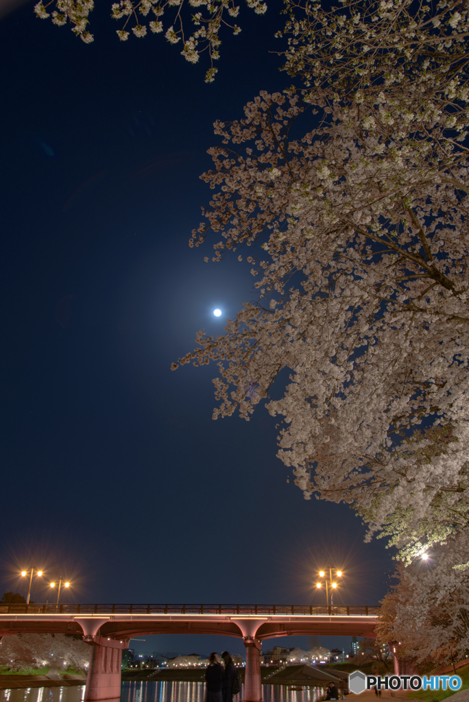 岡崎公園 夜桜 (1)