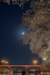 岡崎公園 夜桜 (1)