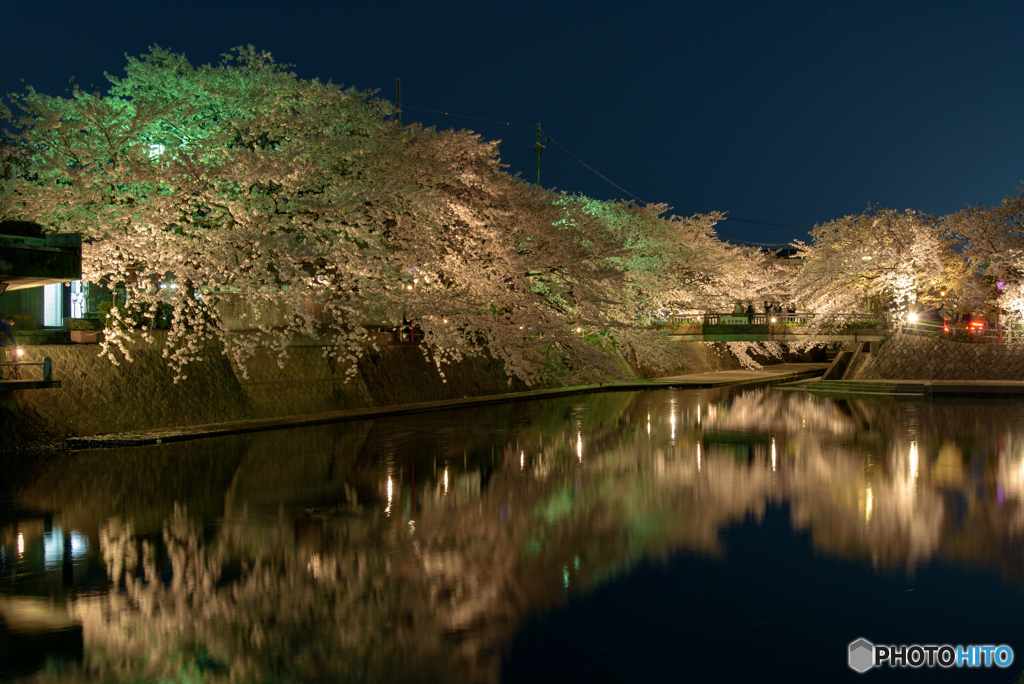 四季の路 夜桜 (4)