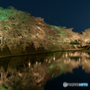 四季の路 夜桜 (4)
