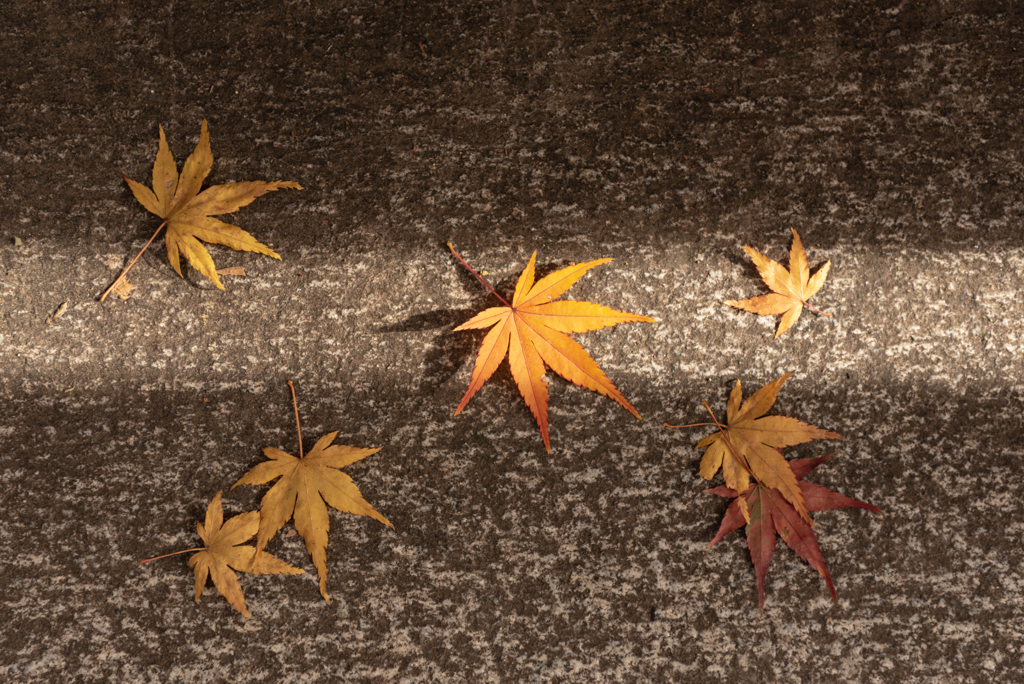 End of Autumn #9