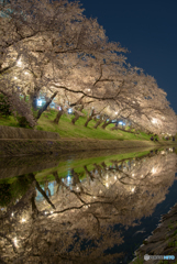 岡崎公園 夜桜 (8)