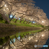 岡崎公園 夜桜 (8)