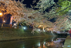 四季の路 夜桜 (2)