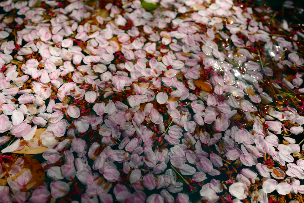 桜の公園