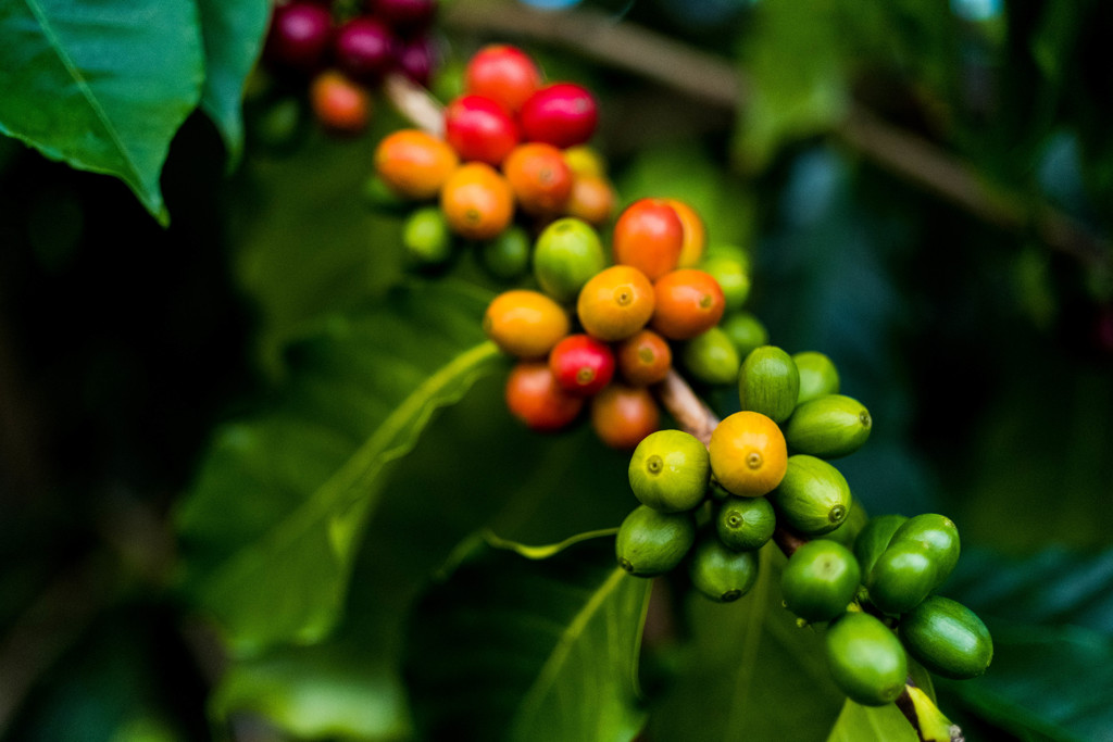 hawaii Big islandUCC Coffee Farm