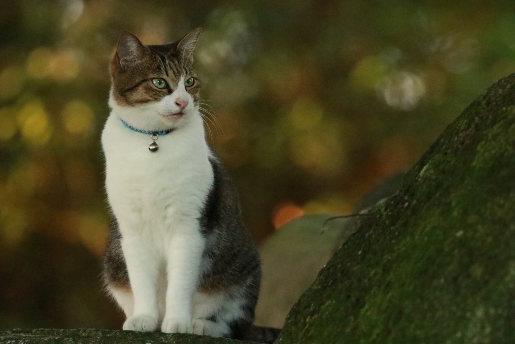 小さな町ニャンコ歩き