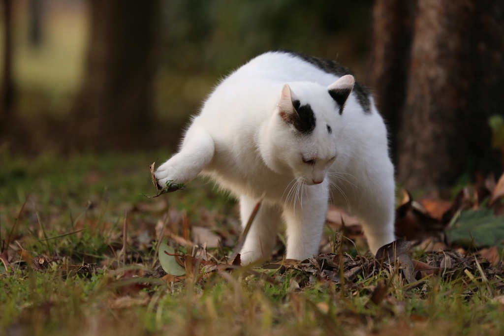 小さな町ニャンコ歩き