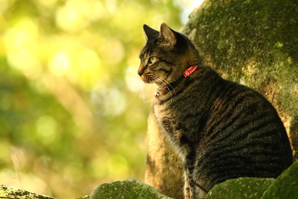 小さな町ニャンコ歩き