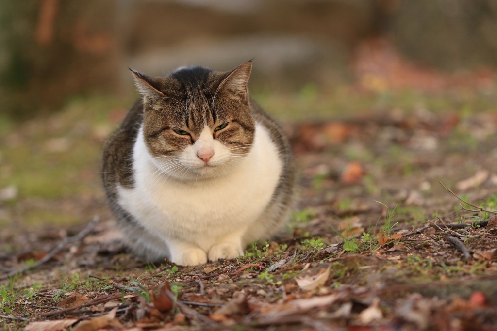 小さな町ニャンコ歩き