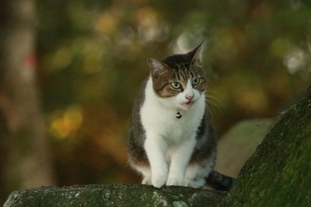 小さな町ニャンコ歩き